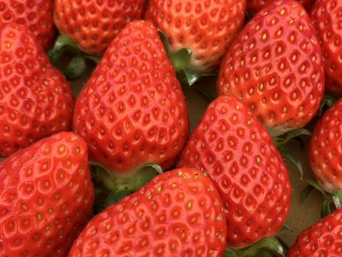 【ギフト】よつぼし・とちあいか食べ比べセット