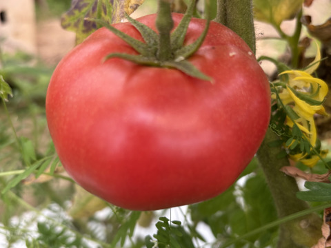 完熟！桃太郎トマト🍅4kg
