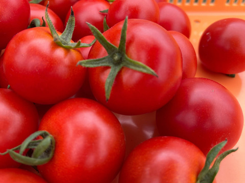 ミディトマト・中玉トマト・高糖度フルーツトマト『フルティカ・シンディースイート』合わせて 1kg
栽培期間中農薬・化学肥料不使用♪