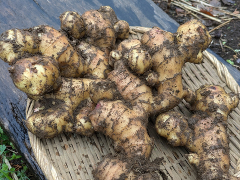 土付き生姜　（1kg）