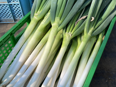 茨城県産 泥付きネギ 長ネギ 10キロ 茨城県産のねぎ 食べチョク 産地直送 産直 お取り寄せ通販 農家 漁師から旬の食材を直送