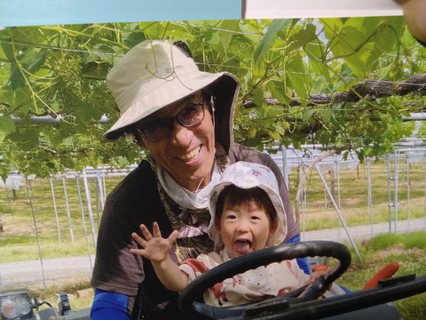 『二箱セット』生産量日本一『山形高畠産デラウェア』（6房前後）