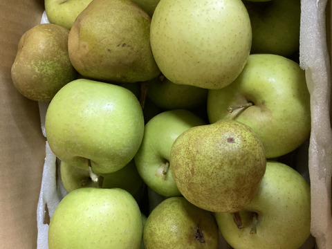 ラスト1箱2種盛！お試しラフランス3キロ＋訳あり王林3キロ　合計6キロ以上。　農薬半減栽培で安心安全