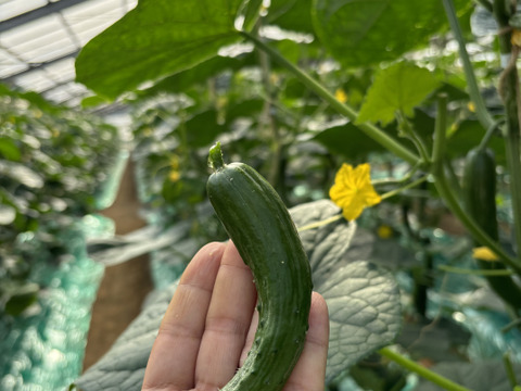 太陽のごちそう！チビひなたきゅうり希少品(箱重量込)2kg