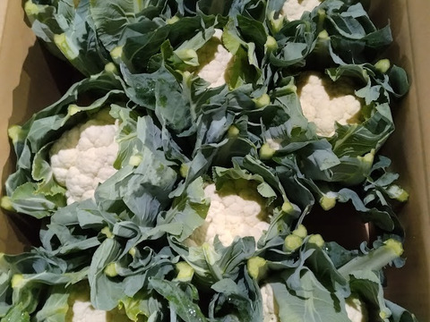 北海道産カリフラワー　6㎏（8～9玉）