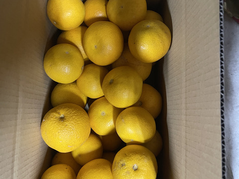 果汁たっぷり！！　訳あり　お買い得　和歌山県産　八朔　4kg