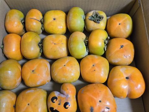 自家用たねなし柿 （格外・サイズ混合）7.5kg.