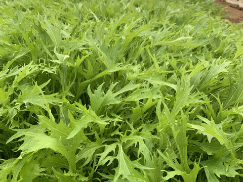 シャッキシャキ Jas認証 有機栽培 水菜 1kg 大分県産 食べチョク 農家 漁師の産直ネット通販 旬の食材を生産者直送 シャッキシャキ Jas認証 有機栽培 水菜 1kg 大分県産 食べチョク 農家 漁師の産直ネット通販 旬の食材を生産者直送