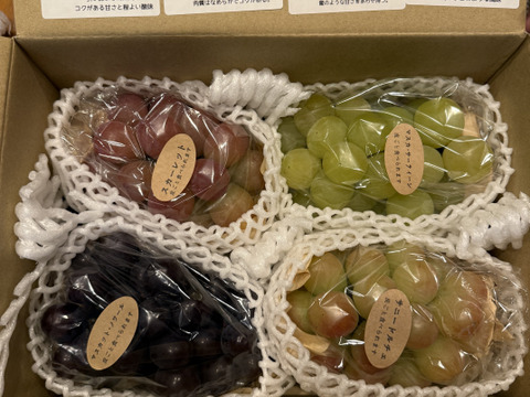 【ご家庭用3～4房】ぶどう食べ比べセット（品種おまかせ／約1.3kg）