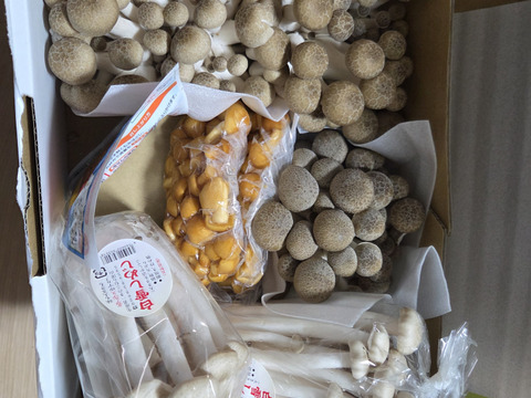 石井食品おまけ付　食べ比べ！信州きのこ詰め合わせ