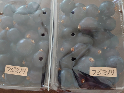 お買い得⭐︎藤稔、巨峰、ピオーネ⭐︎粒で1kg程度
