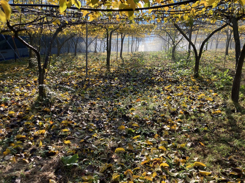 大和高原の梨　豊水5ｋｇ