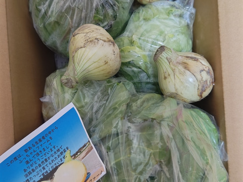 《数量限定》昨年大好評！！春を先取りの甘くて美味しい朝採り春キャベツ