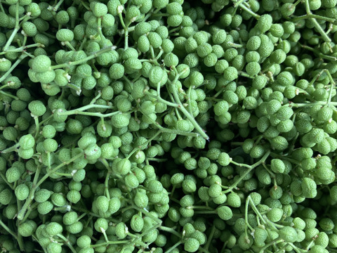 天然　実山椒　500グラム　京都産