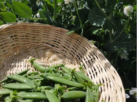 【美味しい野菜をお届けします】　季節の野菜セット『採れTakara☆彡』11品前後