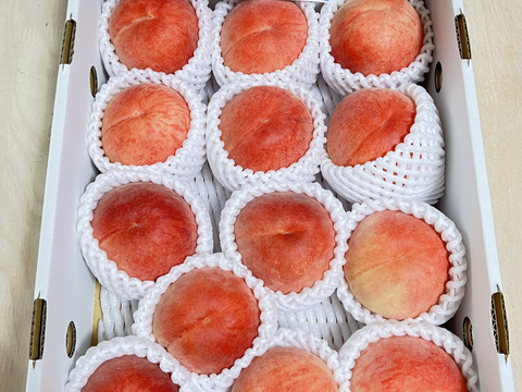 白鳳　夏の桃の定番　ご好評販売中の早生品種　家庭専用・訳あり　2.8キロ前後　12から13個入り