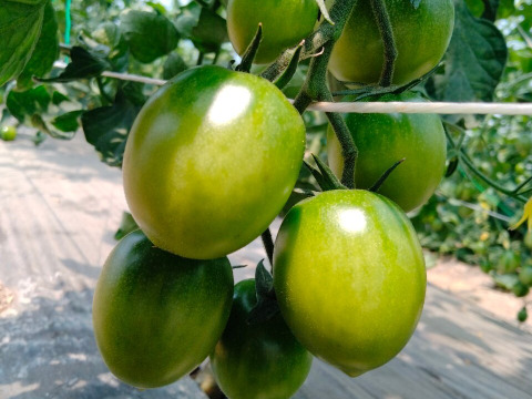 5色カラフルミックス！　ミニトマト1kg