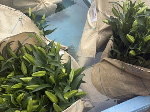 【期間限定】オリエンタルユリ『シベリア』（4-6輪）白色5本