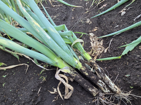 【荷合発送】どちらも堆肥、農薬一切無し　白菜×ネギ