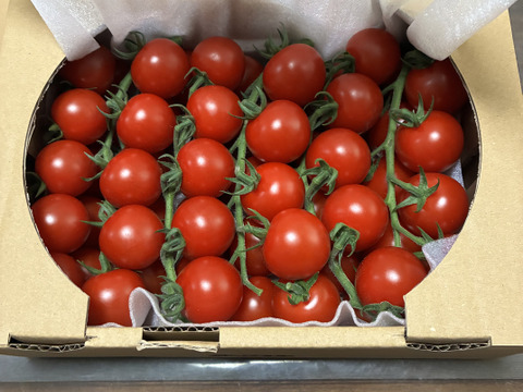房どりだからおいしさ長持ち！【完熟】うれし野房どりトマト（900g