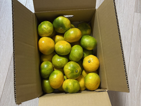 【家庭用】極早生みかん2.5kg(小玉サイズ) 採れたて新鮮！甘酸っぱい青みかん♡