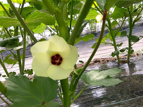 信州産やわらかオクラ9〜10本(約100g) ✕ 10袋