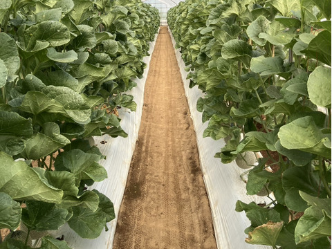 茨城県産 アールスメロン 1玉【特秀】