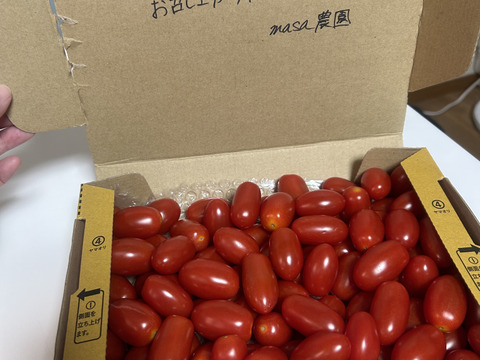 【限定販売】食べたらハマる!?朝採り🍅フルーツトマト<1キロ>