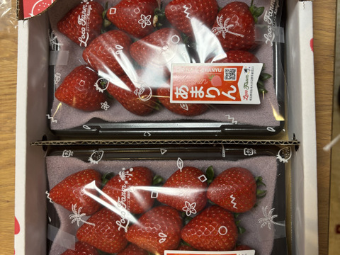 【完熟プレミアムいちご】あまりん２５０ｇ×２パックーDXパックー
