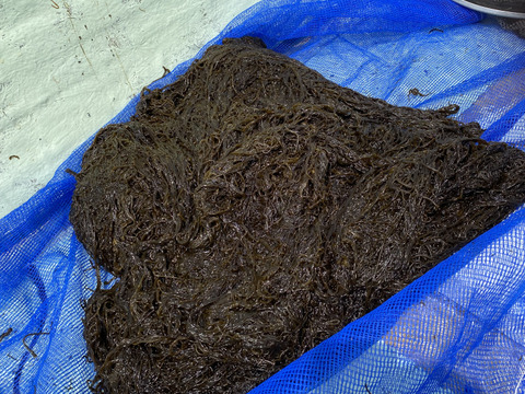 天然フトモズク　冷凍　1k 訳あり