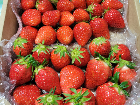 【食べ納め】お家でいちご狩り気分!じゅわっと甘い(^^)サイズいろいろ群馬のいちご【やよいひめ】1箱