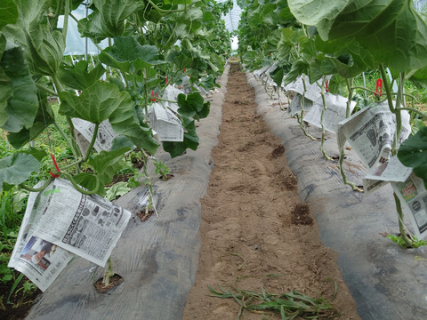 椎茸農家が作る高級メロンもどき🍈
