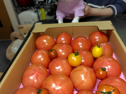 100％純トマト🍅4キロ箱【雪ちゃんトマト】桃太郎トマトL or Mサイズ