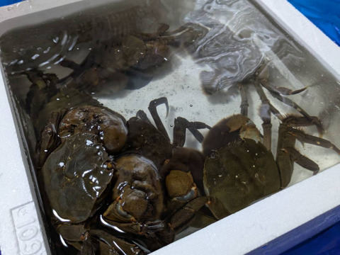活モクズガニ海で漁獲品 大サイズ1kg(目安５～７杯)ツガニ つがに 宮城県松島産  配送地域限定品(四国中国九州沖縄は不可能です) 他に小中サイズも出品中 もくずがに 중화융오게 中华绒螯蟹