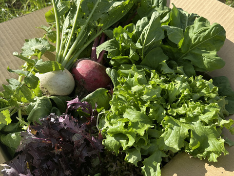 【平飼い卵野菜セット】農薬化学肥料不使用キラピカ旬野菜BOX11〜12品農の島＊大三島＊よりお届け！