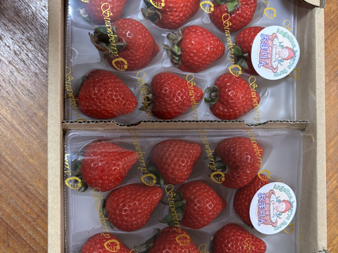 プレミアムいちご 『あまりん』6粒、8粒、9粒、11粒、15粒 のいずれか 250g×2パック入り