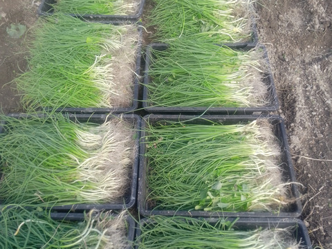 【農薬・化学肥料不使用】トロあま！極早生の赤土新玉ねぎM〜Lサイズ2.5kg