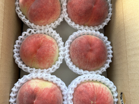 サッパリとした甘み！日川白鳳　（ご家庭用1.2kg）