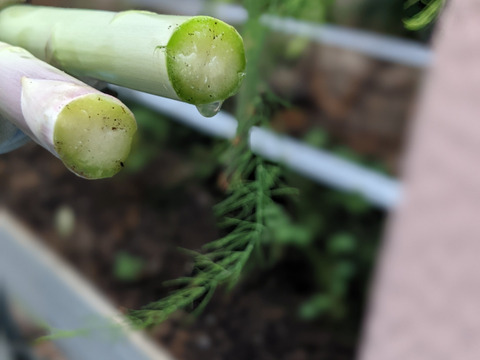 【極太アスパラ】さぬきのめざめ30cm！甘くて柔らか香川県産たっぷり1kg