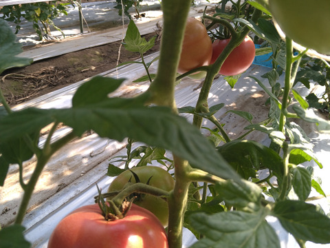 有機質ボカシ肥料で作った完熟トマト　4kg　24玉〜32玉入り