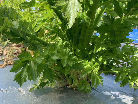 今シーズン最初で最後のセロリ🥬オマケ野菜入り