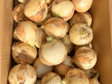 農家直送！新玉ねぎ10キロ