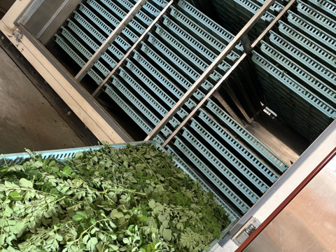 お徳用『モリンガ茶30包入』1ℓに1包‼︎30ℓ分‼︎（2g×30包）熊本県産　2025年8月収穫葉のみ使用‼︎