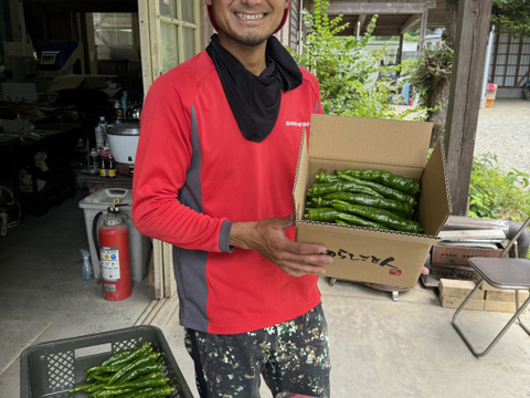 【今が旬！】肉厚ジューシー甘長とうがらし【甘とう美人】BBQに！串焼きに！(1箱300g✖️3袋入り)