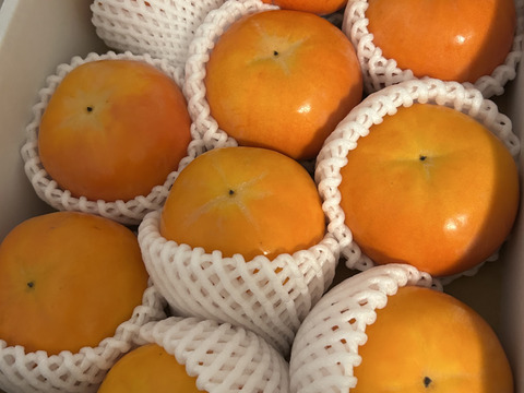 贈ってもらえると嬉しい　和歌山晩秋の味覚　富有柿　贈答品（10個入）