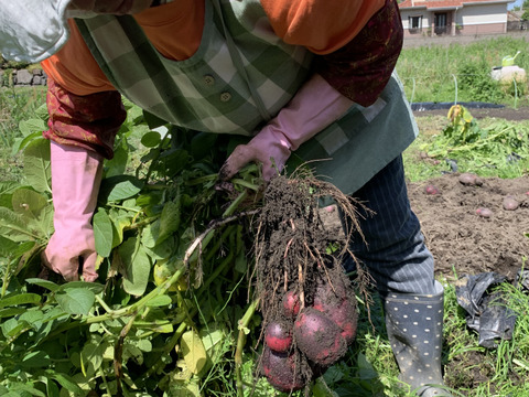 新物！デストロイヤー！2キロ即日配送