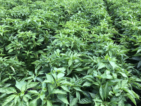 農家自慢の葉唐辛子　お得な大容量１キロ！&サービス夏野菜と共にお届け致します。