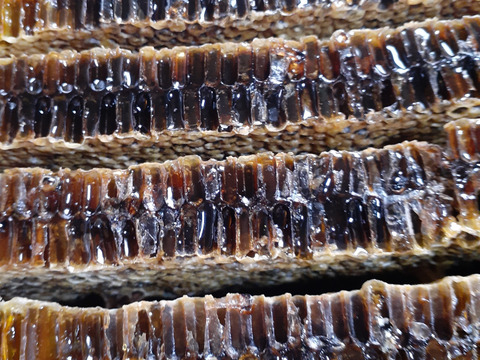 幻の日本ミツバチ、日本蜜蜂の生はちみつ ５００g