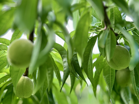 【進物用】ロイヤル♡7品種甘い岡山白桃♡約2kg箱5〜8個入り