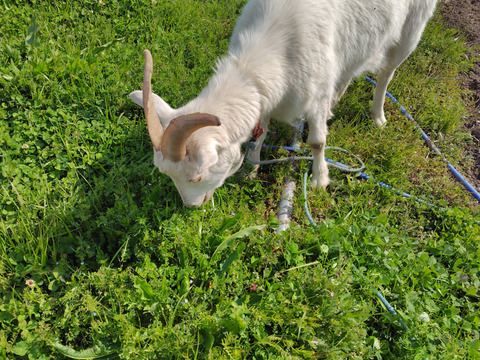 自然栽培のお野菜詰合せ【お試し用】
